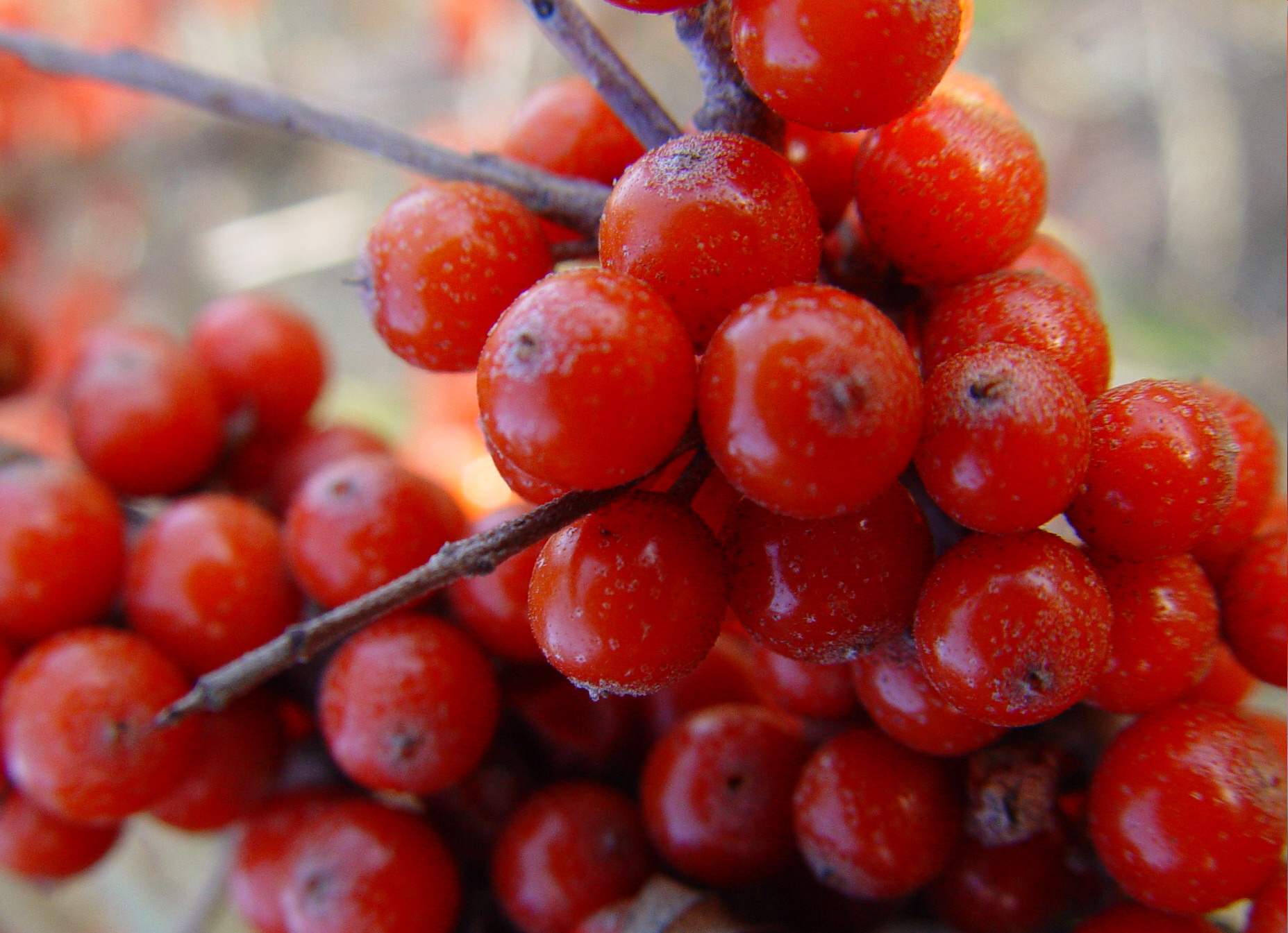 Study on Breeding of improved Seabuckthorn varieties