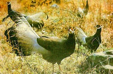 Environment/Soil and water conservation/Animal
